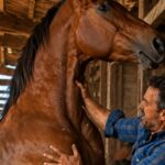 Le cheval a attaqué son propriétaire, qui l’avait élevé depuis sa naissance, et a failli le blesser grièvement : l’homme était déjà persuadé que le cheval était devenu fou jusqu’à ce qu’il découvre la véritable raison de son comportement étrange.